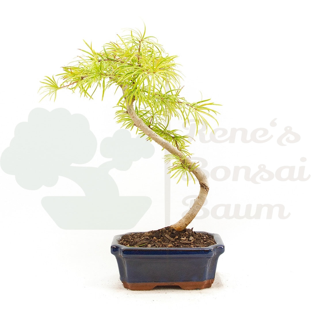 Goldlärche 'Pseudolarix amabilis'